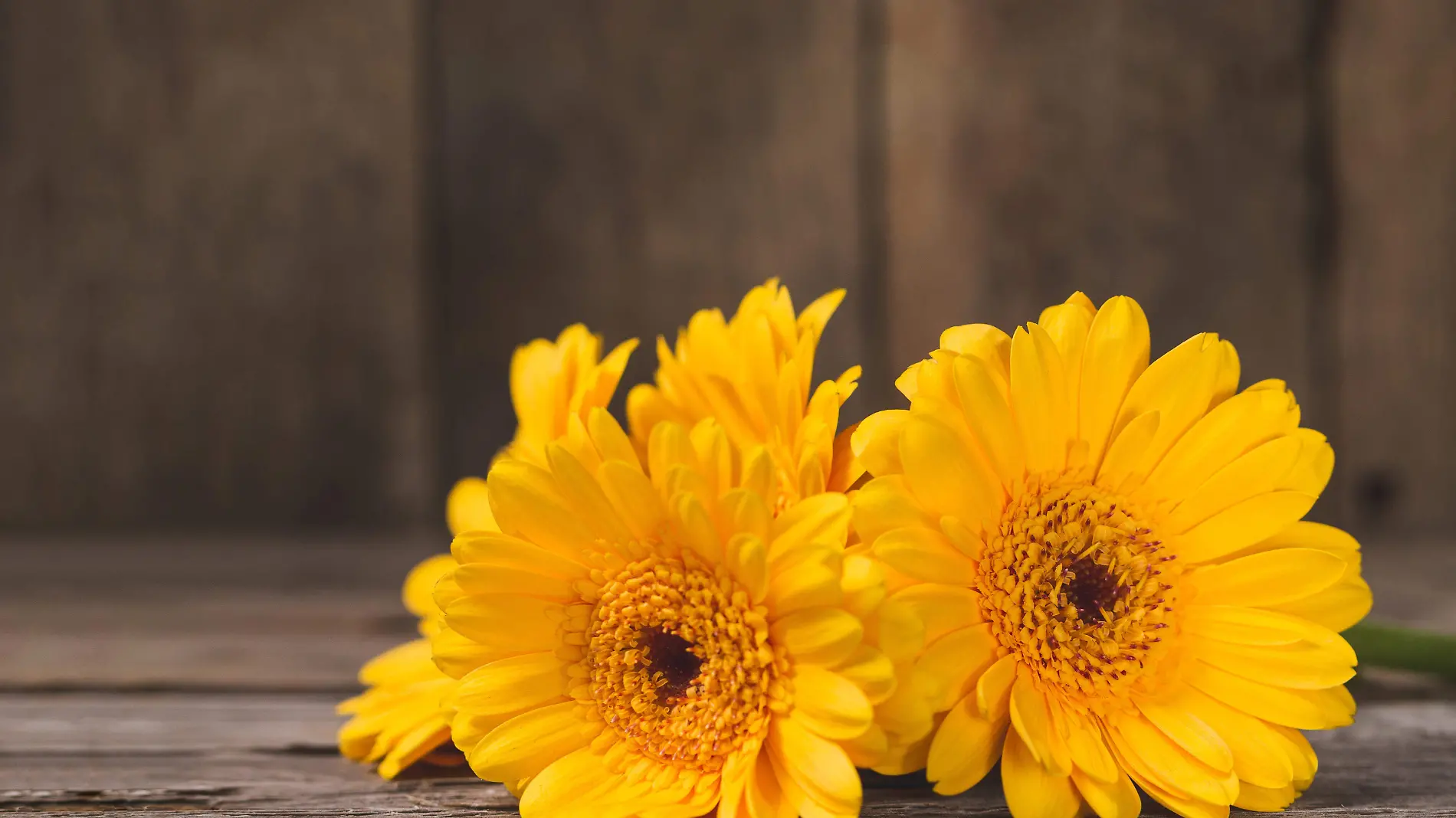 Qué flores amarillas regalar el 21 de septiembre